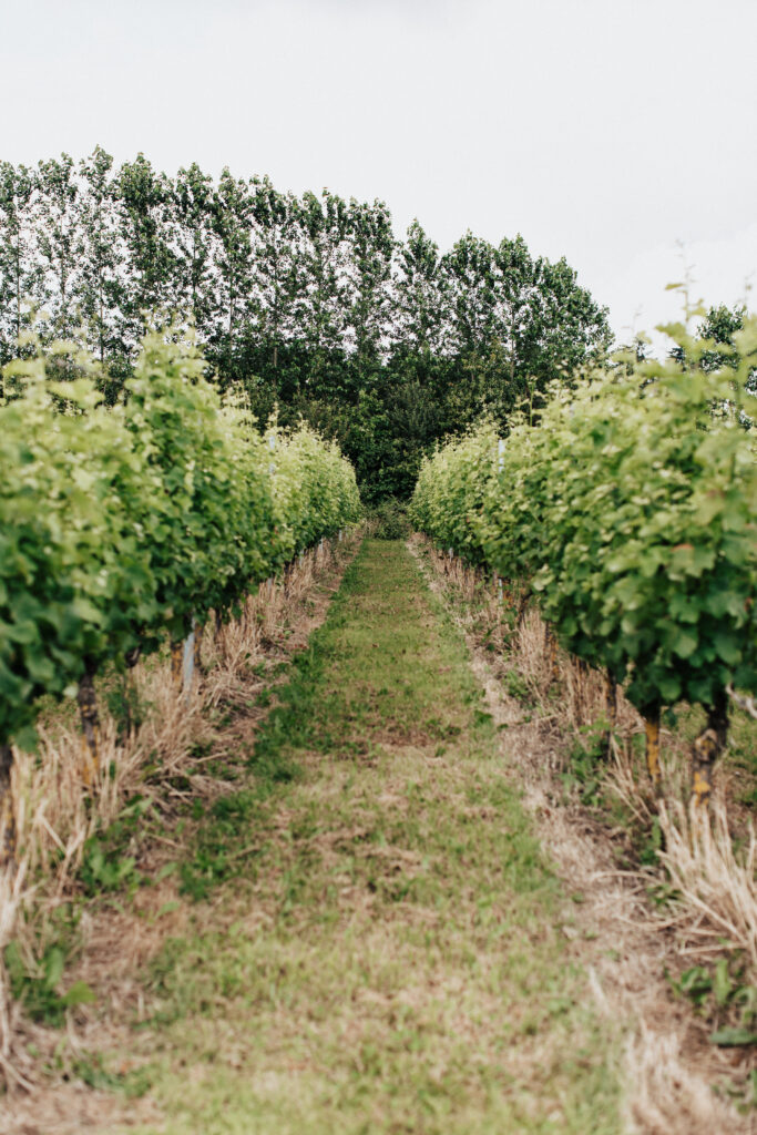 An image of rows of lush green grape vines at Brickhouse Vineyard in Exeter, Devon. The neatly organized rows of vines stretch into the distance, showcasing the vineyard's thriving grape cultivation. The vibrant green leaves of the vines create a beautiful and serene backdrop, reflecting the picturesque nature of the vineyard setting.